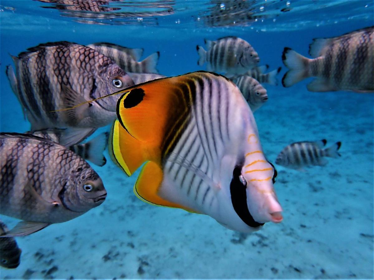 2 Nuits Insolites & 1 Excursion Voile A Bord Du Voilier Mori Ora Moorea Bagian luar foto