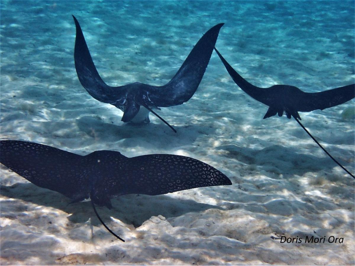 2 Nuits Insolites & 1 Excursion Voile A Bord Du Voilier Mori Ora Moorea Bagian luar foto