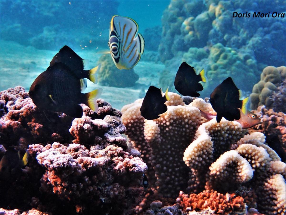 2 Nuits Insolites & 1 Excursion Voile A Bord Du Voilier Mori Ora Moorea Bagian luar foto